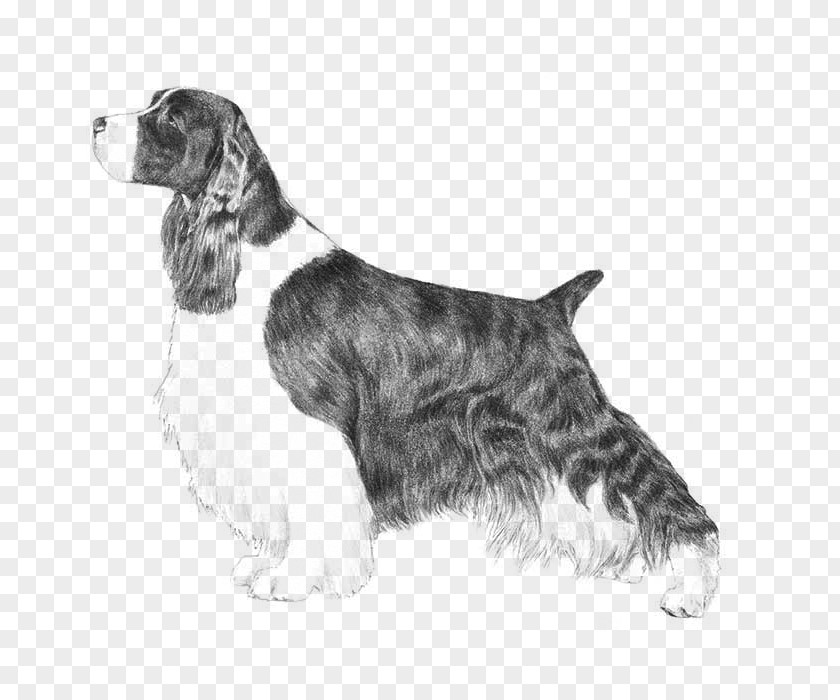 English Cocker Spaniel Springer Welsh Field PNG