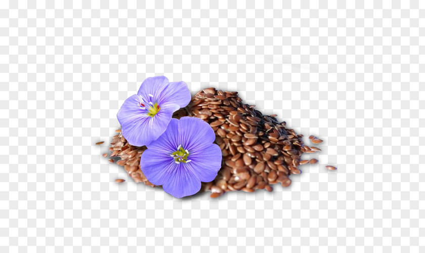 Flax Agriculture Quantum Biosciences Real-time Polymerase Chain Reaction Food Industry PNG