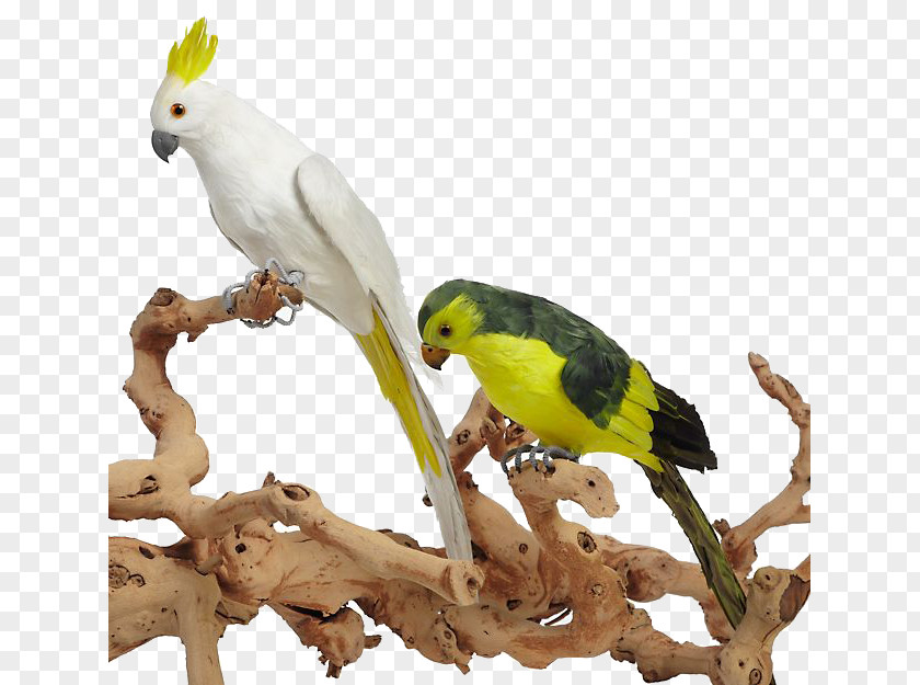 Colored Parrot Branches Frolic Ornaments Budgerigar Cockatiel True Parakeet PNG