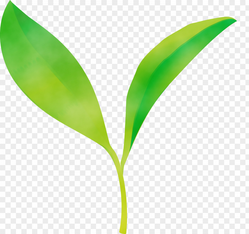 Leaf Flower Green Plant Lily Of The Valley PNG