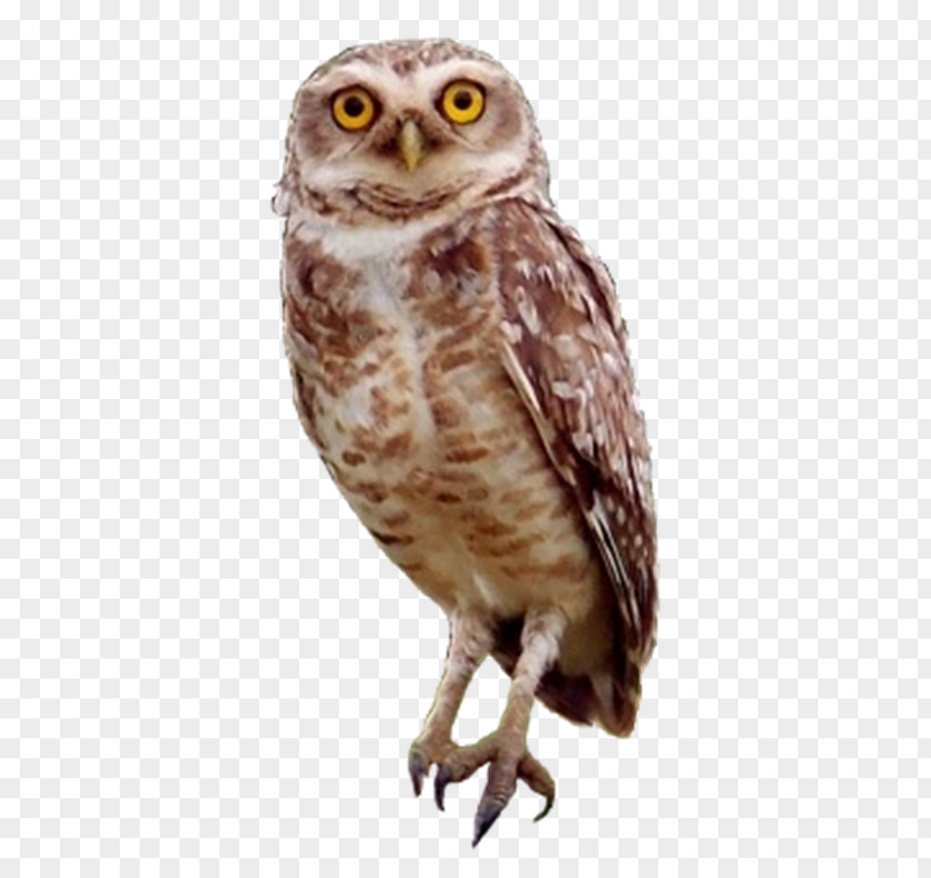 Owl Little Bird Horse PNG