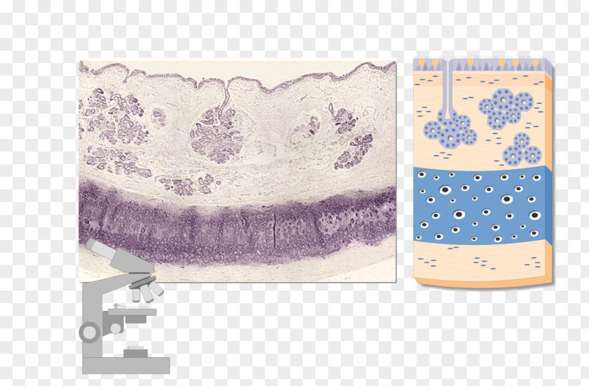 Trachea Adventitia Micrograph Mucous Membrane Esophagus PNG