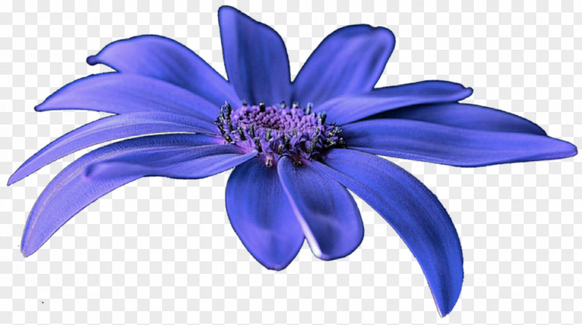 Anemone Flower Cobalt Blue Purple Violet PNG