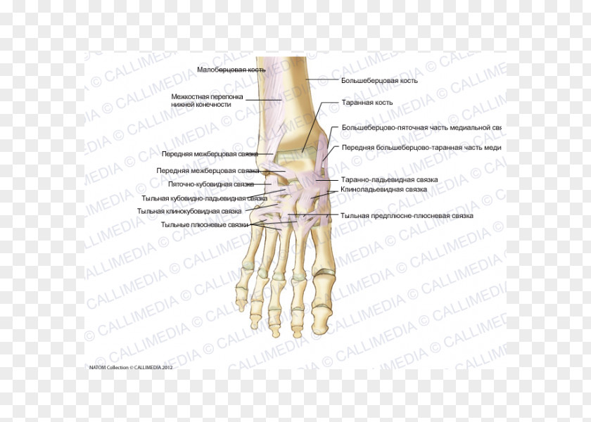 Bander Thumb Foot Anterior Talofibular Ligament Bone PNG