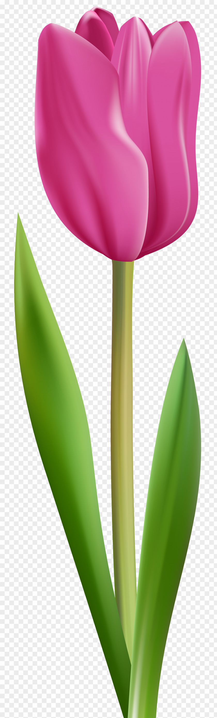 Mothers Day Flower Tulips Bouquet Lily Suzani Petal PNG