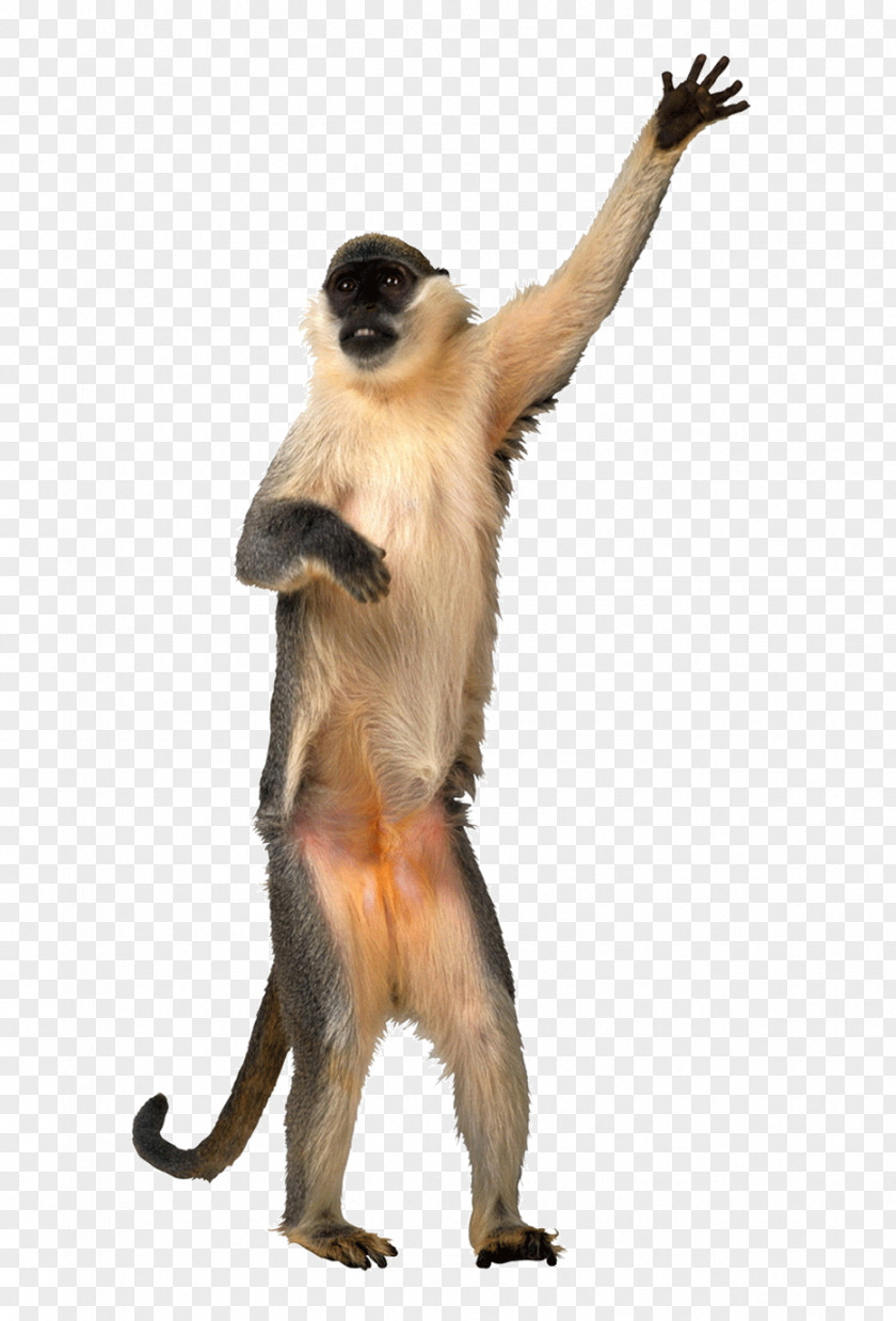 Naughty Monkey Animation Dance Giphy PNG
