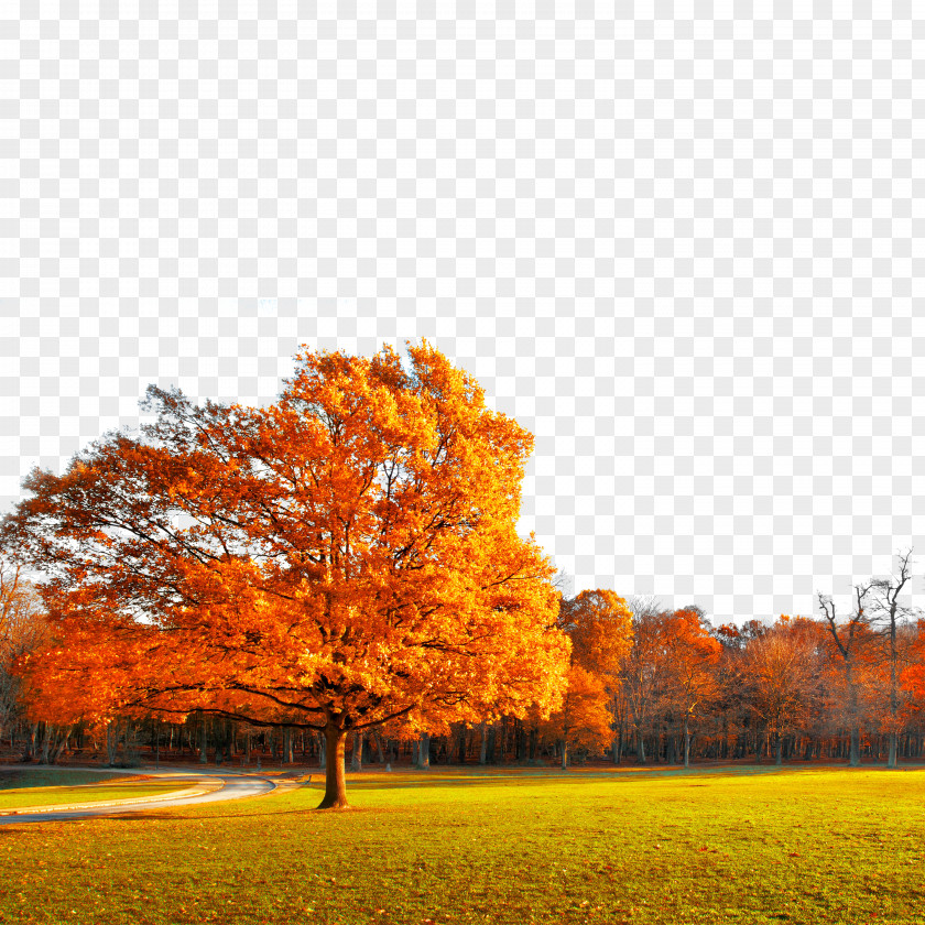 Autumn Tree Maple Bedroom House Wallpaper PNG