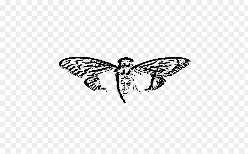 Cicada 3301 Organization Game Secret Society Cicadoidea PNG