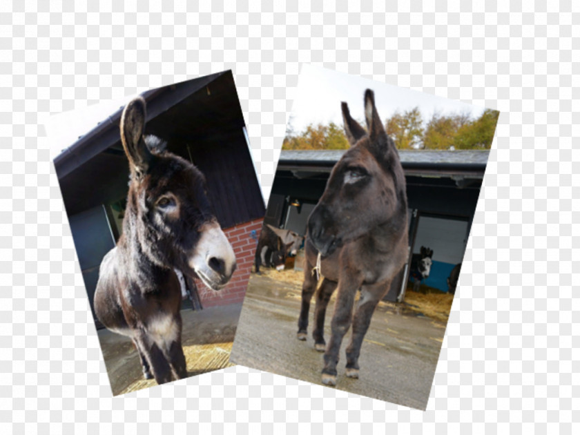 Donkey The Sanctuary Mule Pack Animal Snout PNG