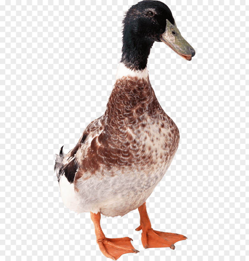 Duck Clip Art Image File Format PNG