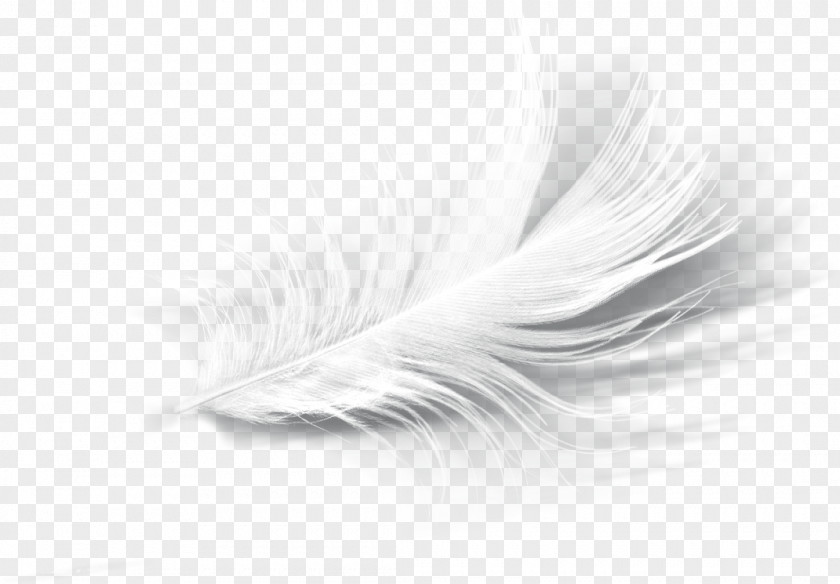 Feather White Eyelash PNG