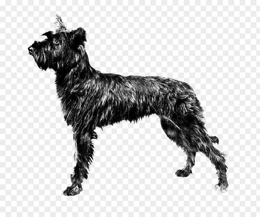 Miniature Schnauzer Berger Picard Standard Cairn Terrier Irish PNG