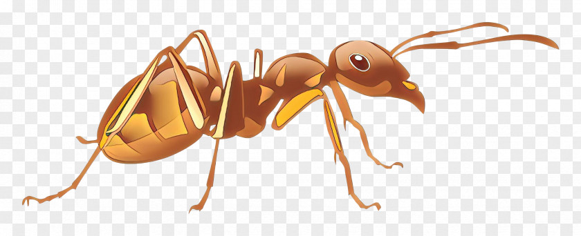 Parasite Wasp Ant Cartoon PNG