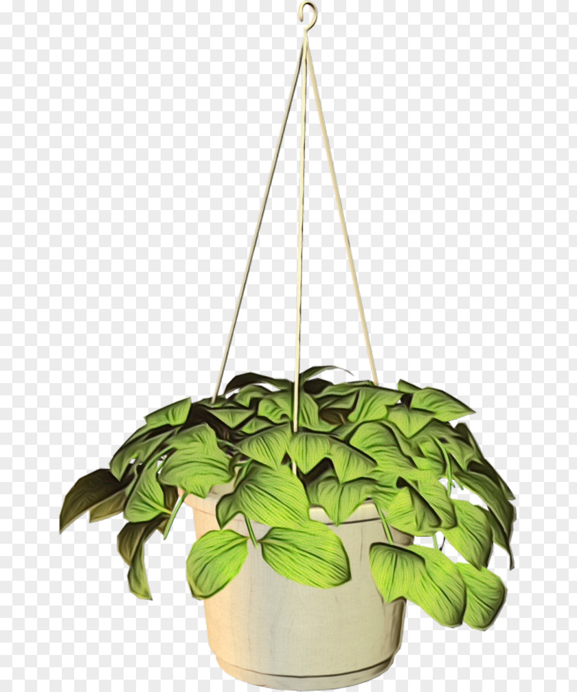 Perennial Plant Interior Design Flowerpot Lighting Leaf Houseplant PNG
