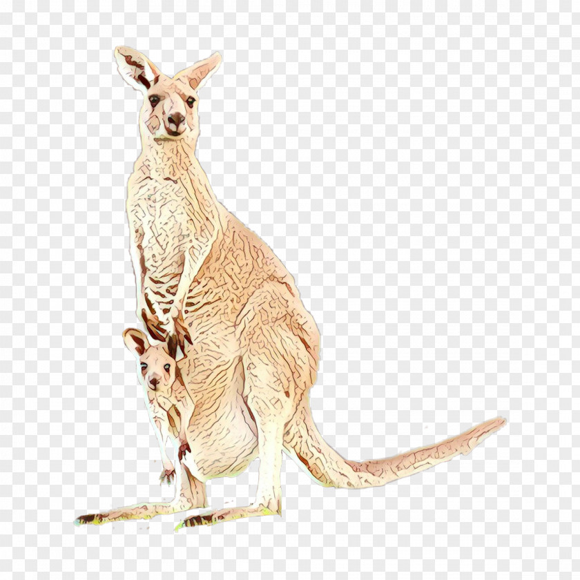 Tail Wildlife Kangaroo Macropodidae Red Wallaby PNG