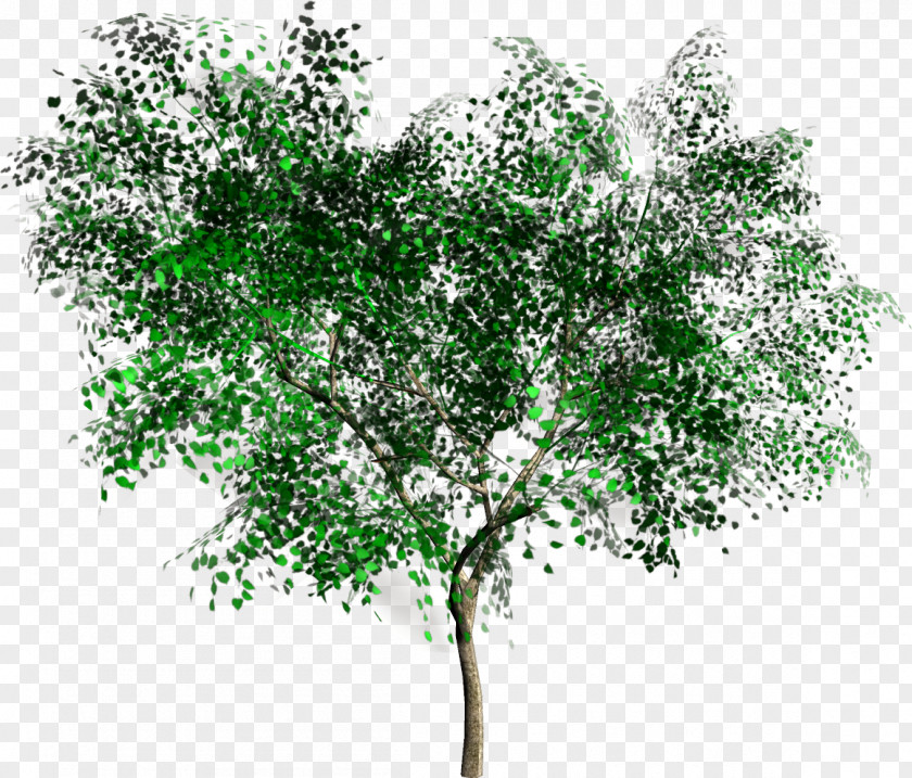 Trees Tree Rendering Clip Art PNG