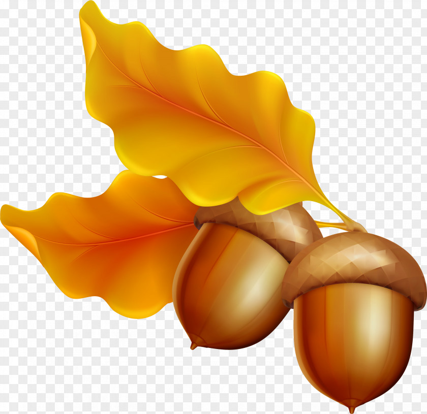 Acorn Clip Art Illustration Image Stock Photography PNG