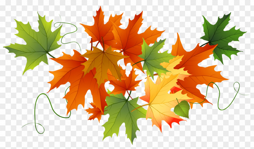 Autumn Transparent Leaves Thanksgiving Clip Art PNG