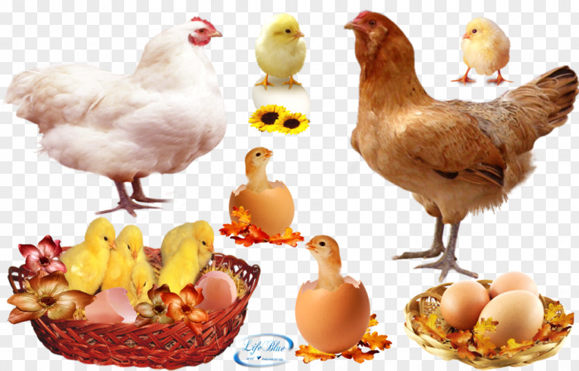 Chicken Rooster Roast Egg Hen PNG