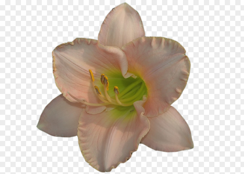 Daylily Clip Art Petal Pixel PNG