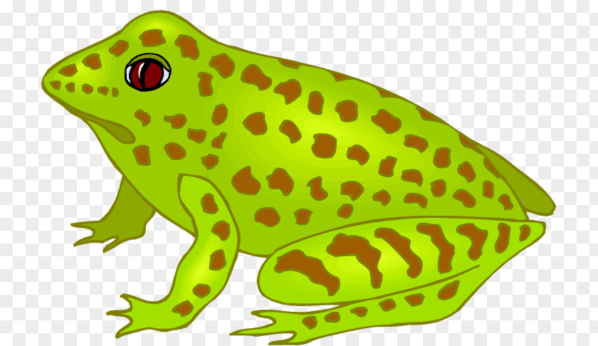 Frog Southern Brown Tree Spencer's River Toad Clip Art PNG
