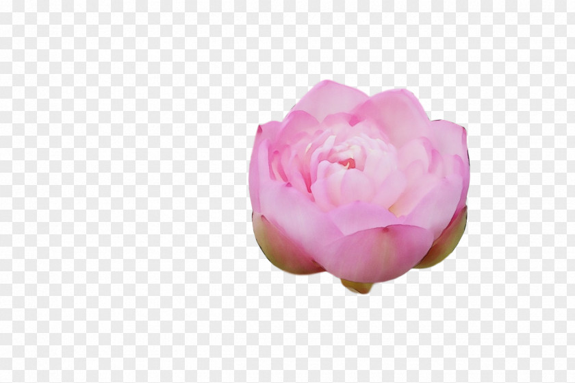 Garden Roses PNG