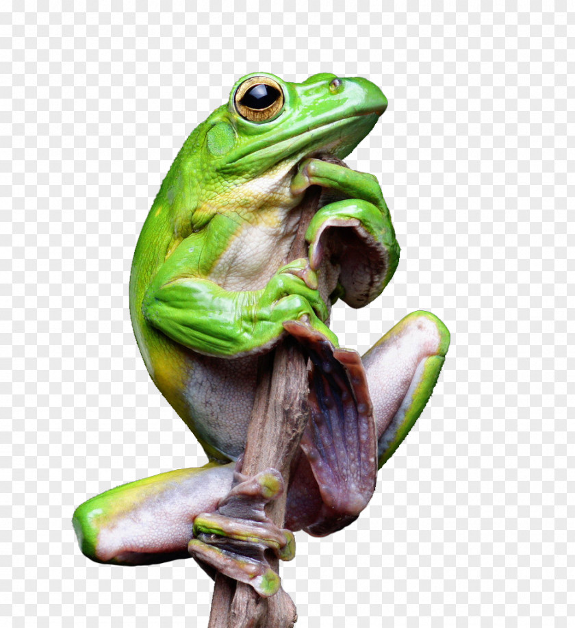 Green Tree Frog True Toad PNG