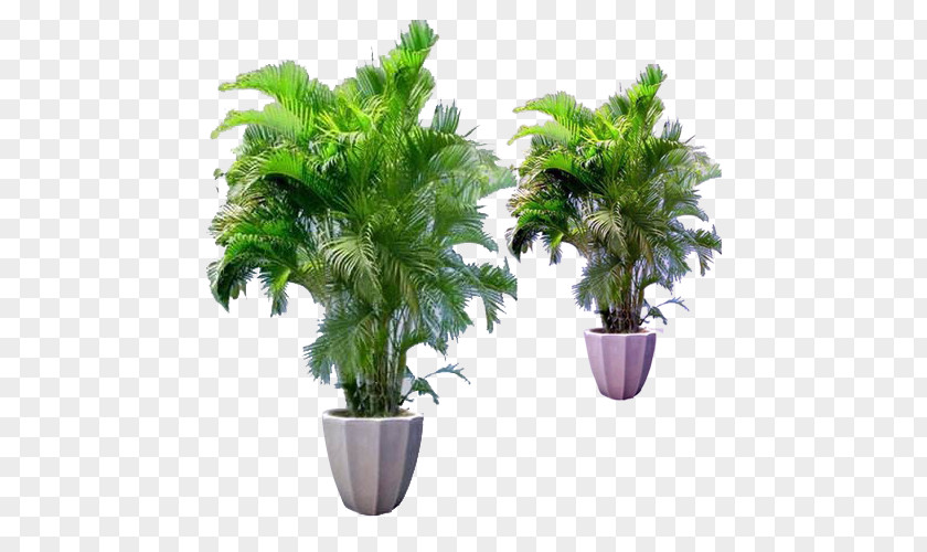 Small Bamboo Flowerpot Houseplant Areca Palm PNG