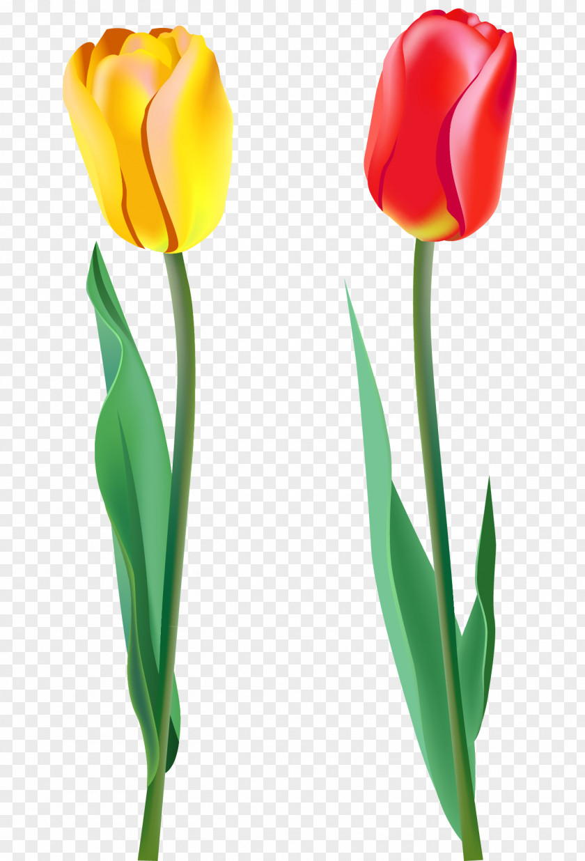 Spring Tulips Clipart Tulip Clip Art PNG