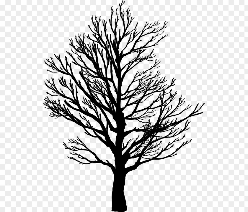 Tree Branch Clip Art PNG