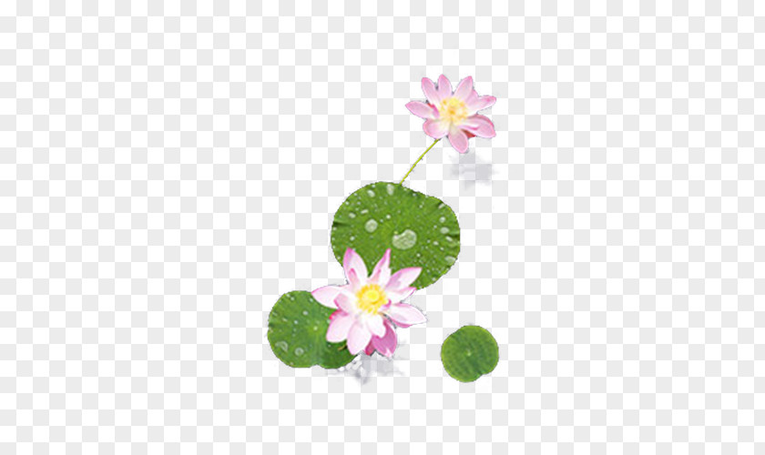 Small Decorative Elements Pink Lotus Nelumbo Nucifera Petal Plant PNG