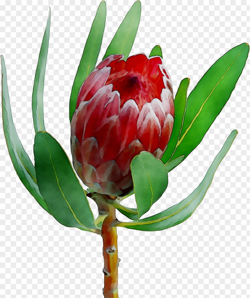 Sugarbushes Floristry Cut Flowers Tulip Peony PNG