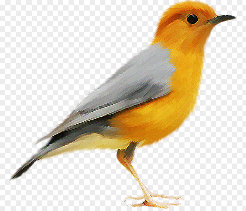 Bird Clip Art PNG