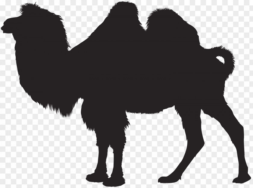 Camel Vector Graphics Clip Art Royalty-free PNG