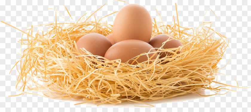 Chicken Bird Egg Nest PNG