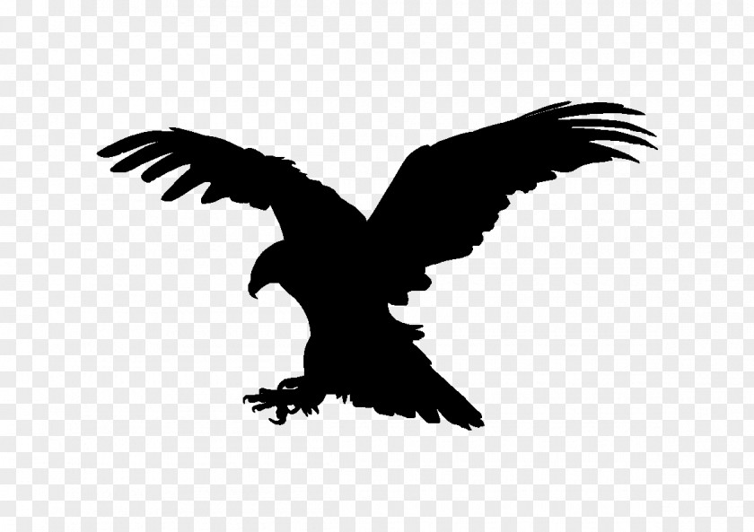 Eagle Bald Vulture Buzzard Beak PNG