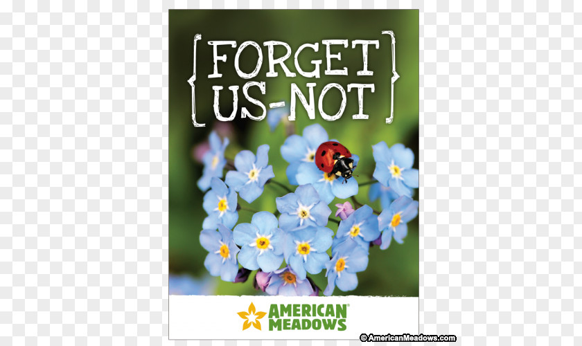 Flower Wildflower Seed Business Cards Wood Forget-me-not PNG