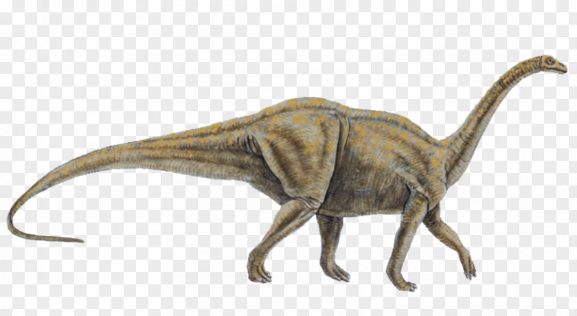 Jurassic Vector Allosaurus Tyrannosaurus Dinosaur Size Melanorosaurus Velociraptor PNG