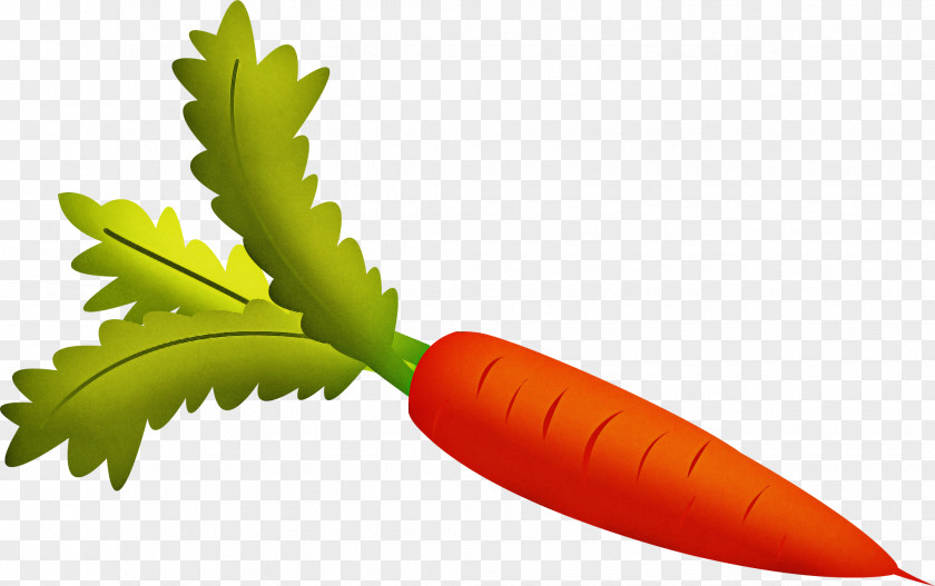 Leaf Carrot Plant Flower Vegetable PNG