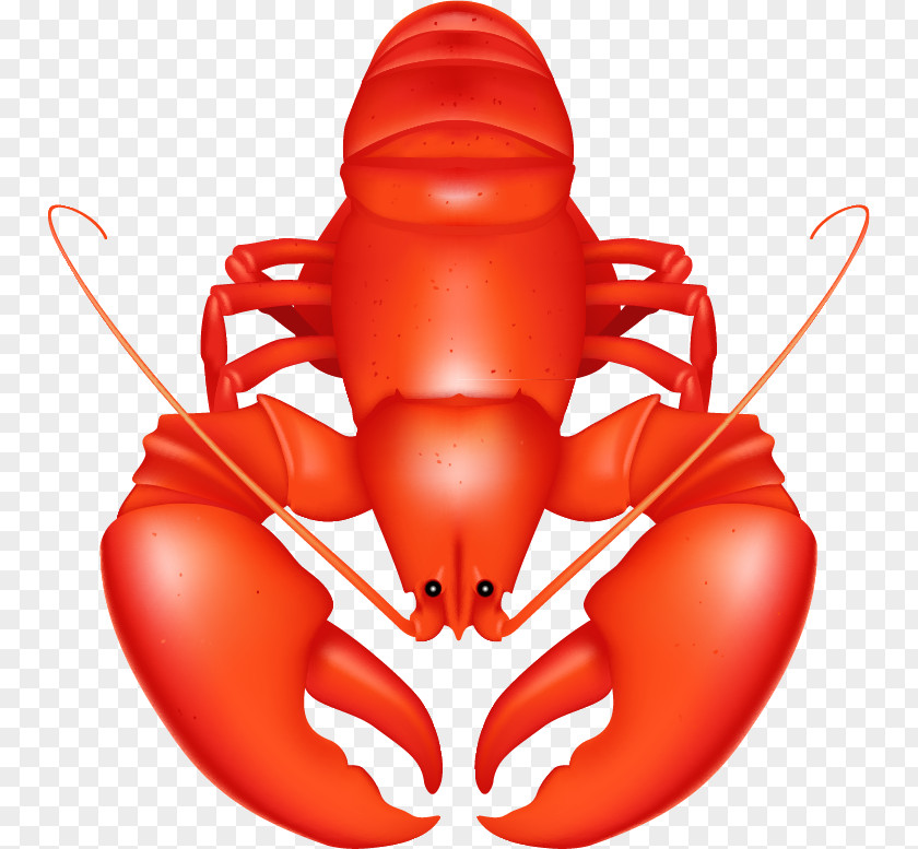 Lobster Seafood Crab PNG , lobster clipart PNG