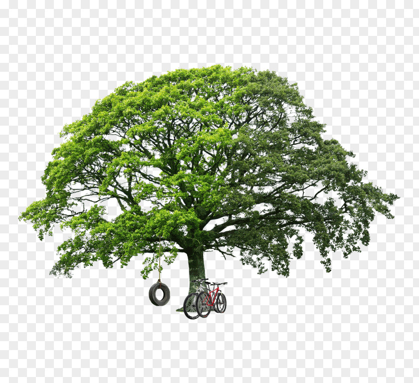Tree Stock Photography Image Shutterstock White Oak PNG