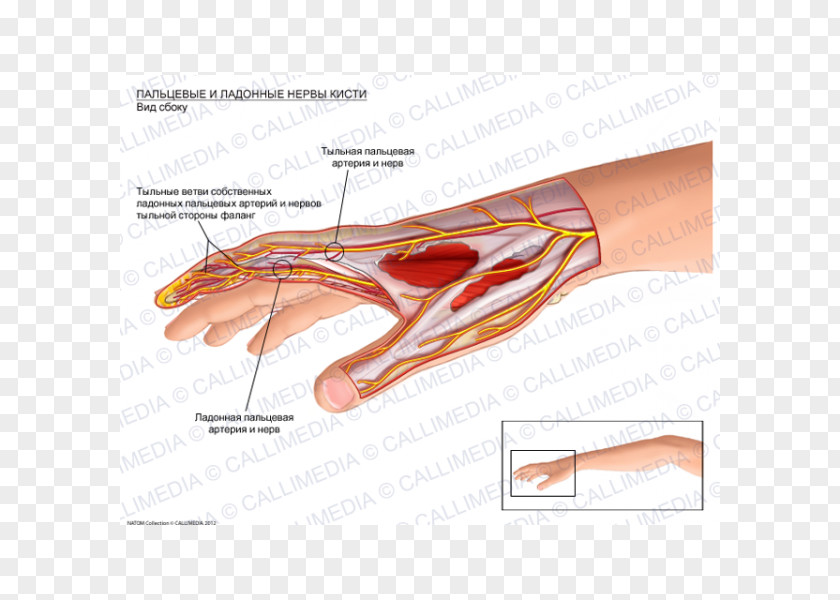 Hand Thumb Nerve Nervous System Human Body PNG