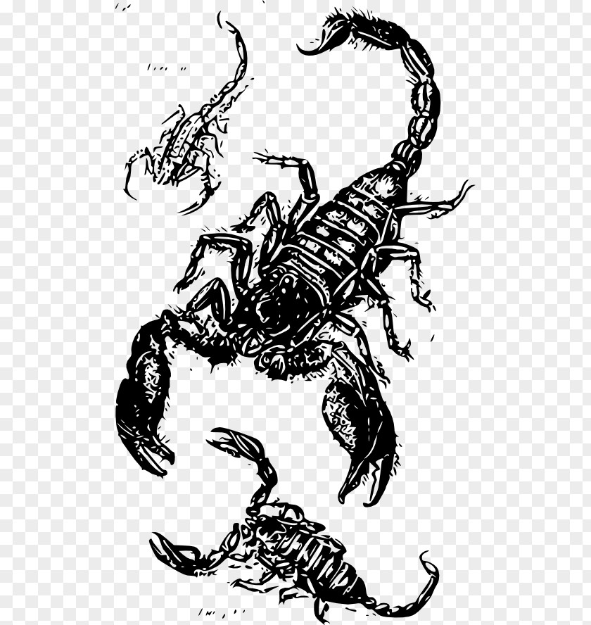 Scorpion Drawing Clip Art PNG