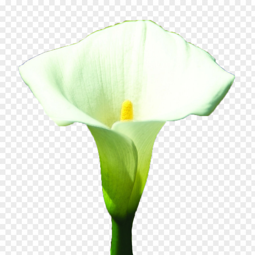White Blooming Calla Lily Arum-lily Arum Lilies Lilium PNG