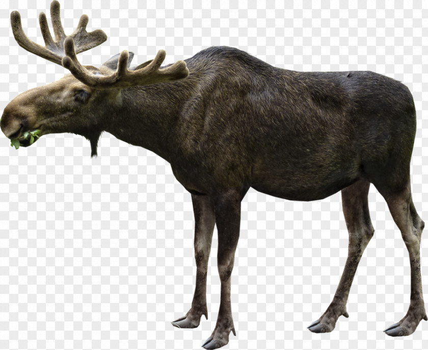 Haunted House Moose Elk White-tailed Deer Hunting PNG