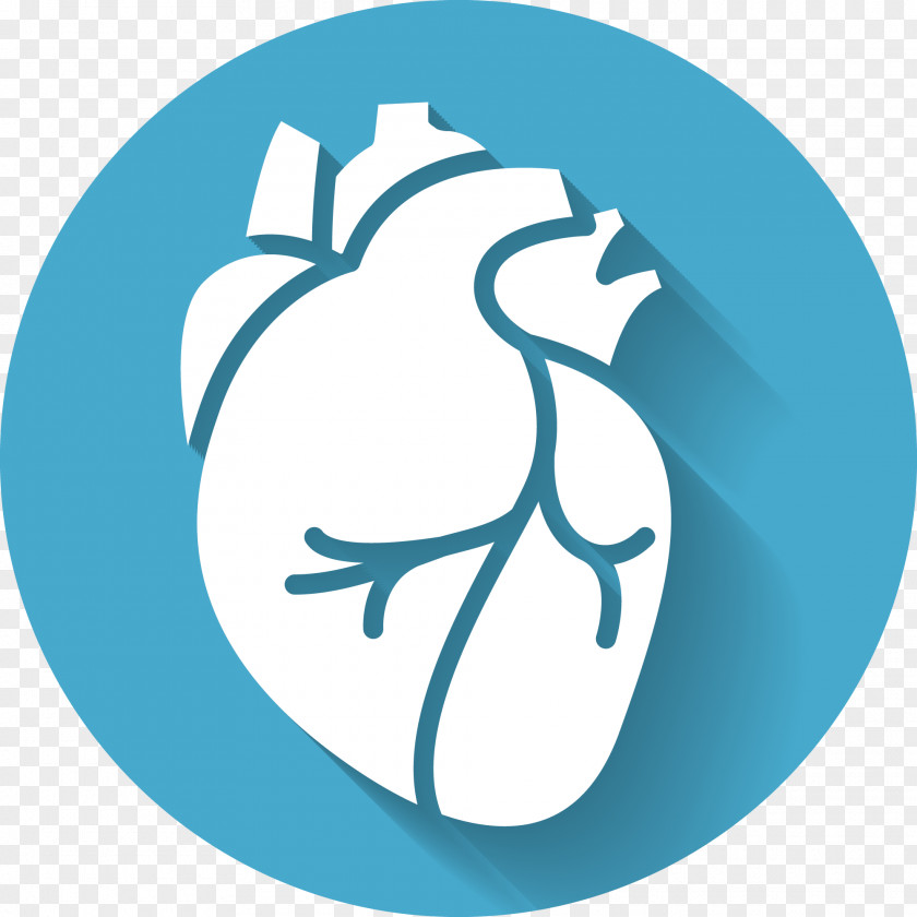 Heart Sounds Anatomy Medicine PNG