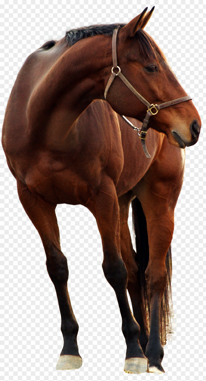 Horse Andalusian DeviantArt Photography Stock PNG
