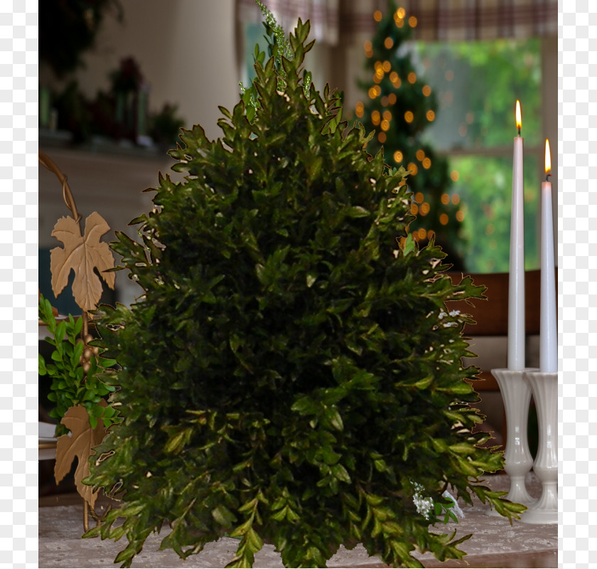 Small Fresh Style Wreath Spruce Fir Christmas Tree Evergreen Shrub PNG