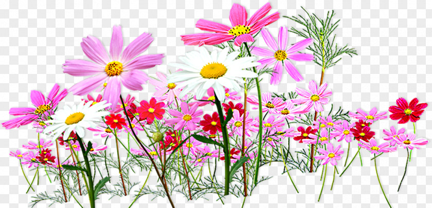 50 лет Flower Clip Art PNG