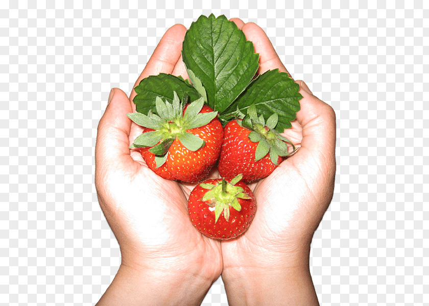 Hand Holding Smoothie Strawberry Food Nutrient Fruit PNG